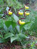 Cypripedium calceolus